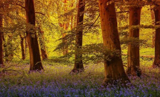 Autumn Forest