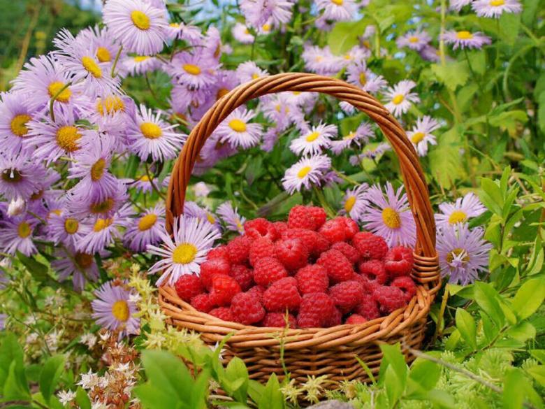 Free stock image of Raspberries in basket created by nino nin