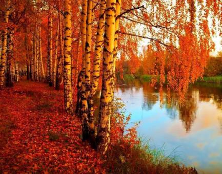 Autumn Trees by the Lake - Free Stock Photo