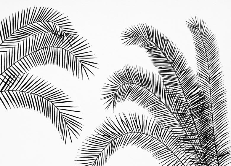 Free stock image of Palm Leaves created by Nika Akin