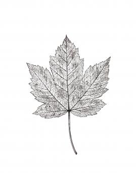 Autumn Leaf Drawing - Free Stock Photo