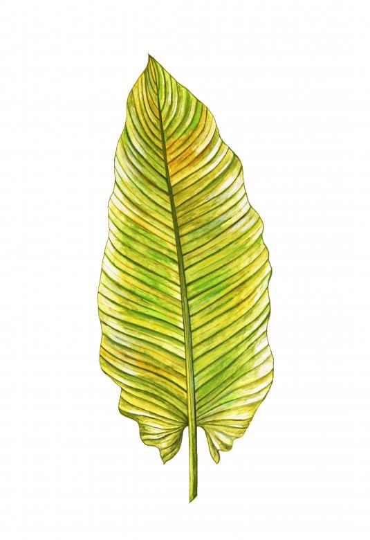 Free stock image of Tropical Leaf Illustration. created by Nika Akin