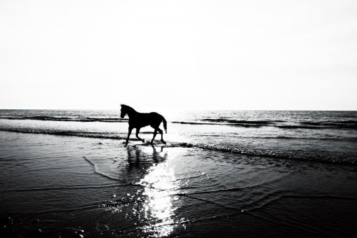Horse on the Beach - Free Stock Photo