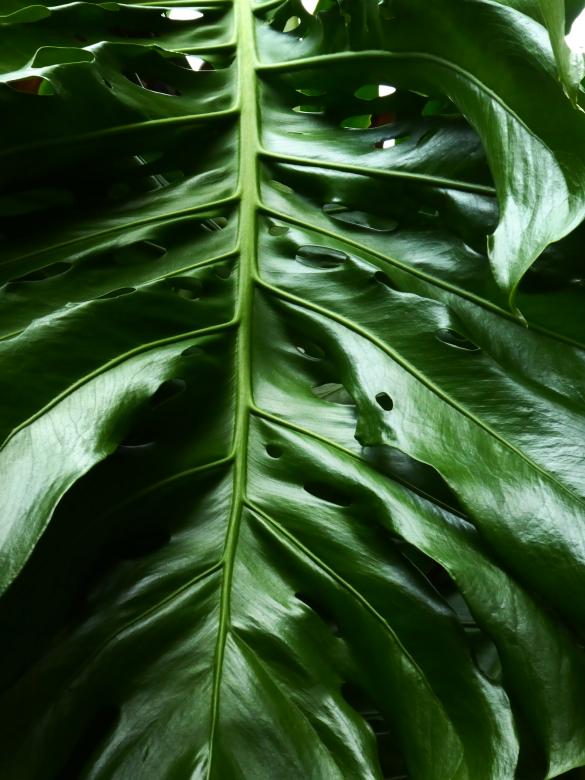 Free stock image of Monstera Leaf created by Nika Akin