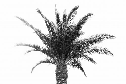 Palm Tree - Black and White - Free Stock Photo