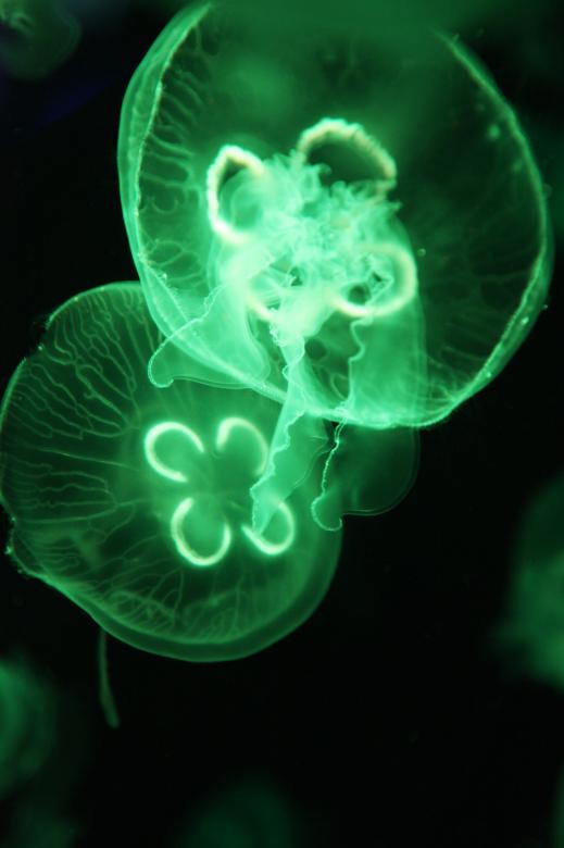 Free stock image of Green Jellyfish created by Nika Akin
