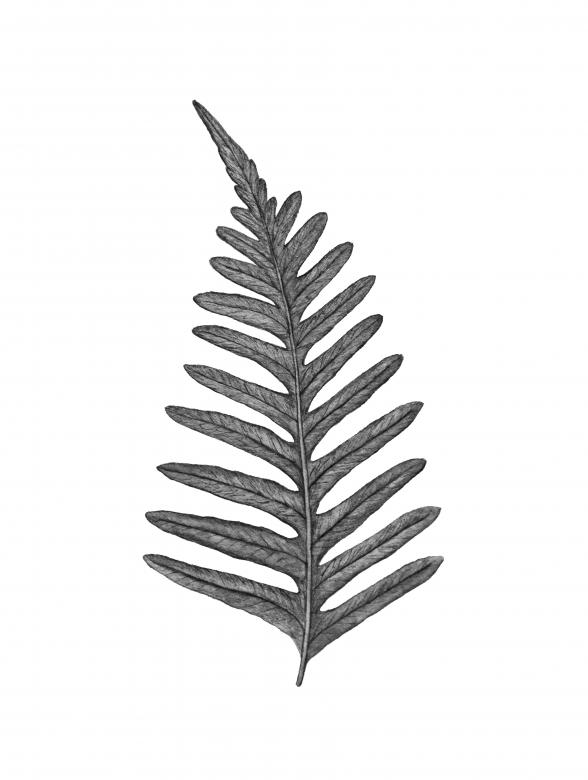 Free stock image of Fern Leaf - Black and White Illustration created by Nika Akin