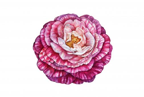 Camellia Illustration - Free Stock Photo