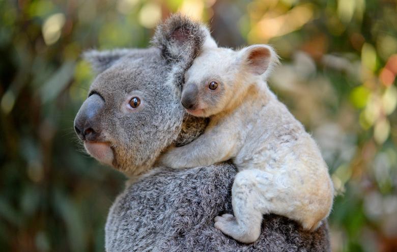 Free stock image of Koalas at the zoo created by Isabelle Foster