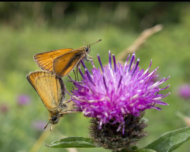 Free stock image of Skipper butterflies mating  created by Geoffrey Whiteway