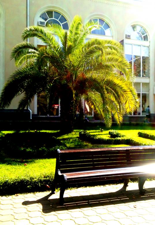Free stock image of Palm and bench created by NomeVizualizzato