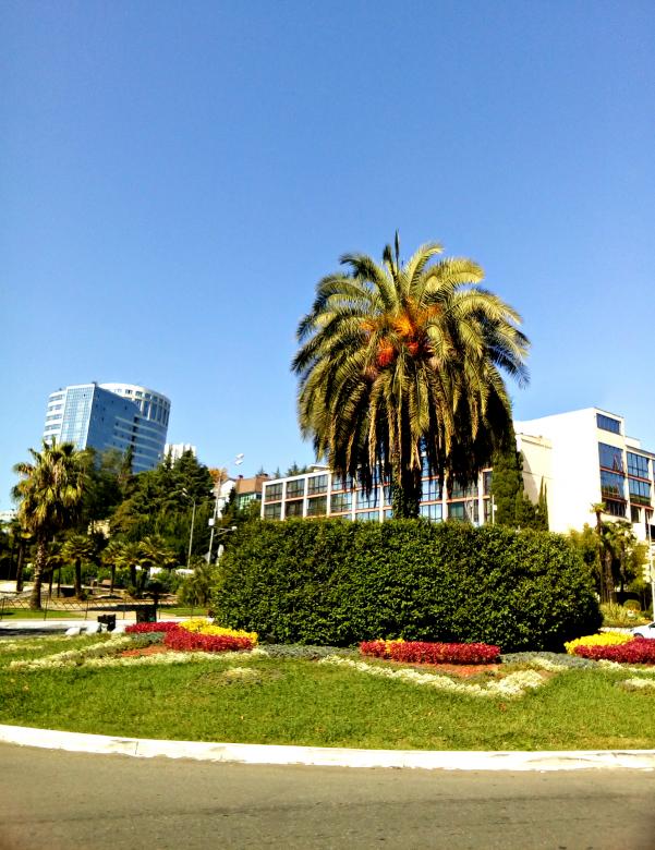 Free stock image of Palm, flowerbed and modern buildings created by NomeVizualizzato