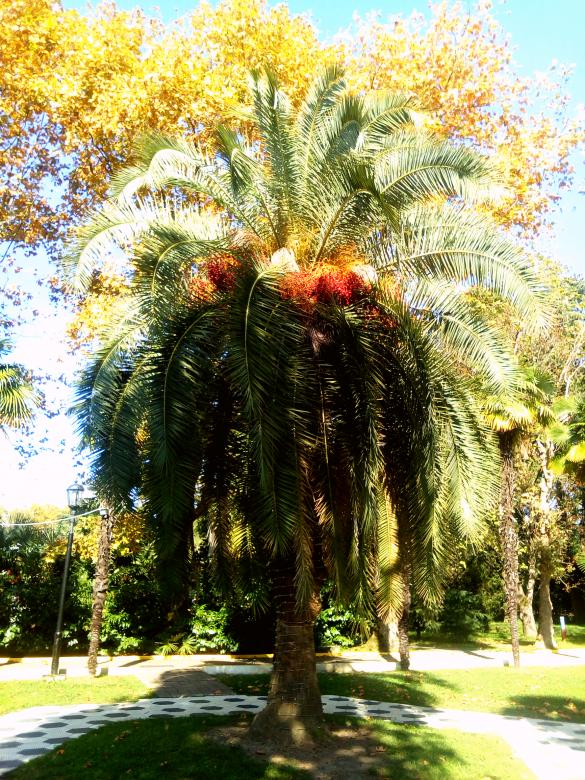 Free stock image of Palm and palm fruits created by NomeVizualizzato