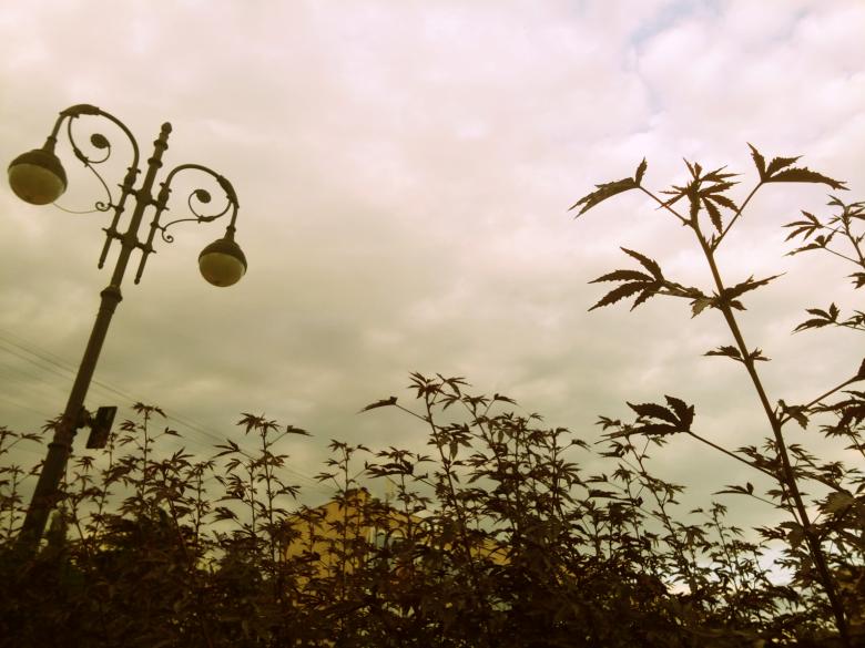 Free stock image of Lantern and plants created by NomeVizualizzato
