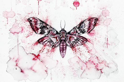 Moth Illustration - Free Stock Photo