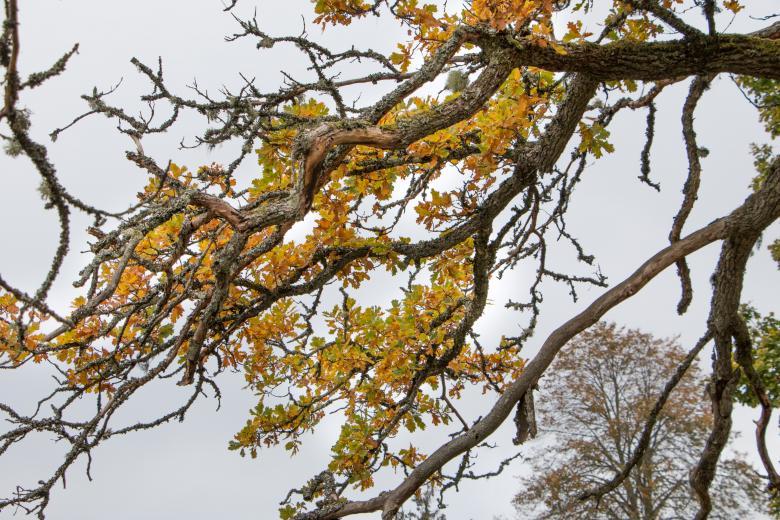 Free stock image of 1000 Years Old Swedish Oak Tree created by Janis Urtans