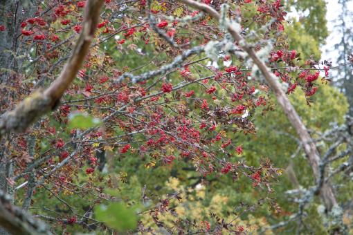 Free Stock Photo of Some berries