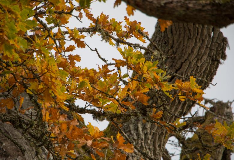 Free stock image of 1000 years old Oak in Sweden created by Janis Urtans