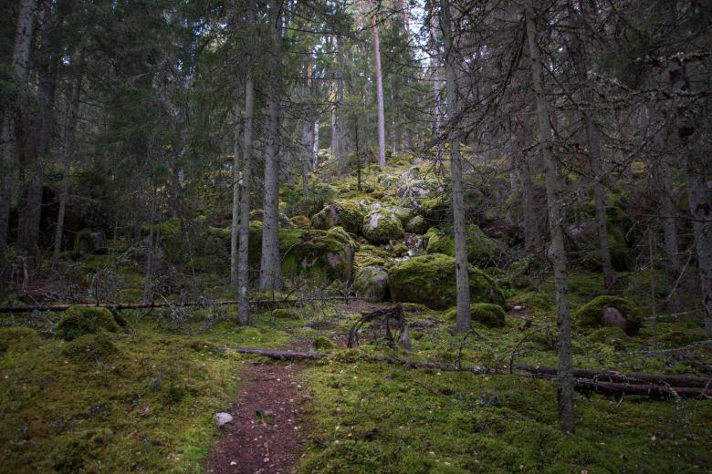 Free stock image of Trail into the woods created by Janis Urtans