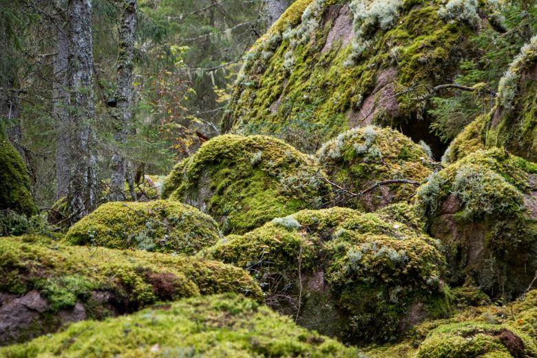 Free stock image of Mossy stones in dark woods created by Janis Urtans