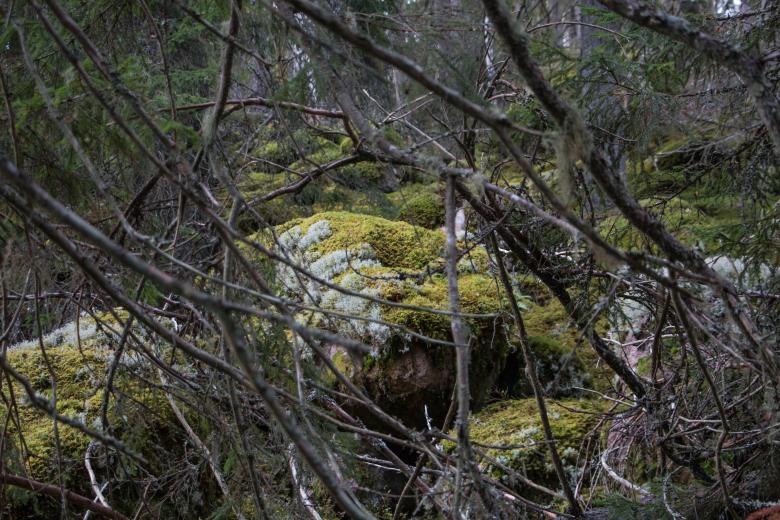 Free stock image of Mossy stones in dark woods created by Janis Urtans
