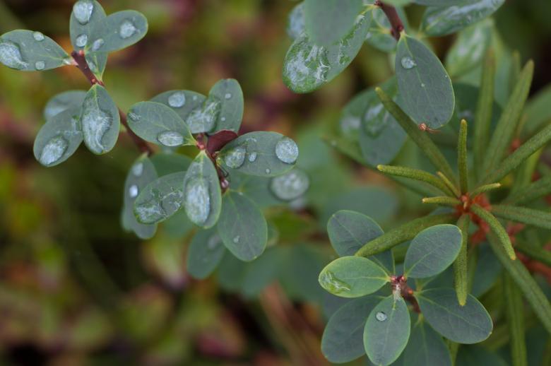 Free stock image of Droplets on leafs created by Janis Urtans