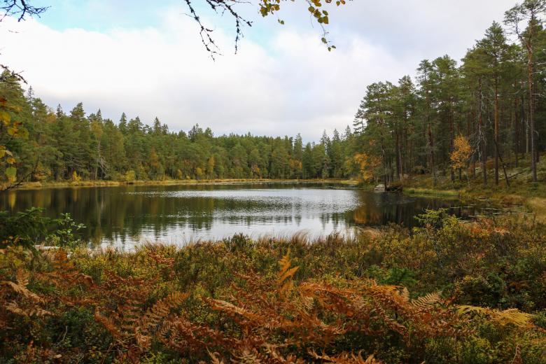 Free stock image of Lake in old national park created by Janis Urtans