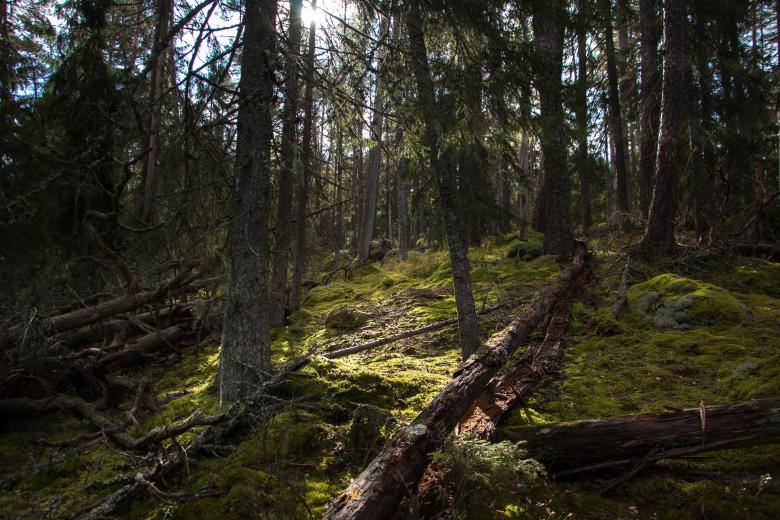 Free stock image of Mysterious Forest in Sweden created by Janis Urtans