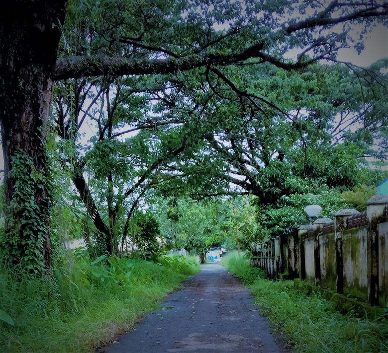 Free stock image of Green street created by RAVI RANJAN GOSWAMI
