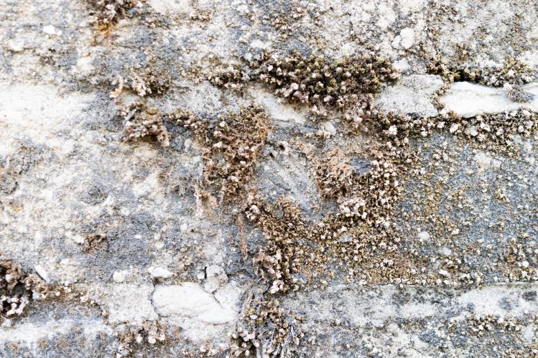 Free stock image of Old wall made of limestone created by Krzysztof Bubel