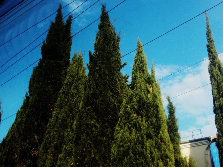 Free stock image of Cypress trees created by NomeVizualizzato