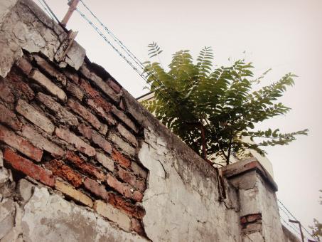 Free Stock Photo of Old orange bricks and growing plant upon them