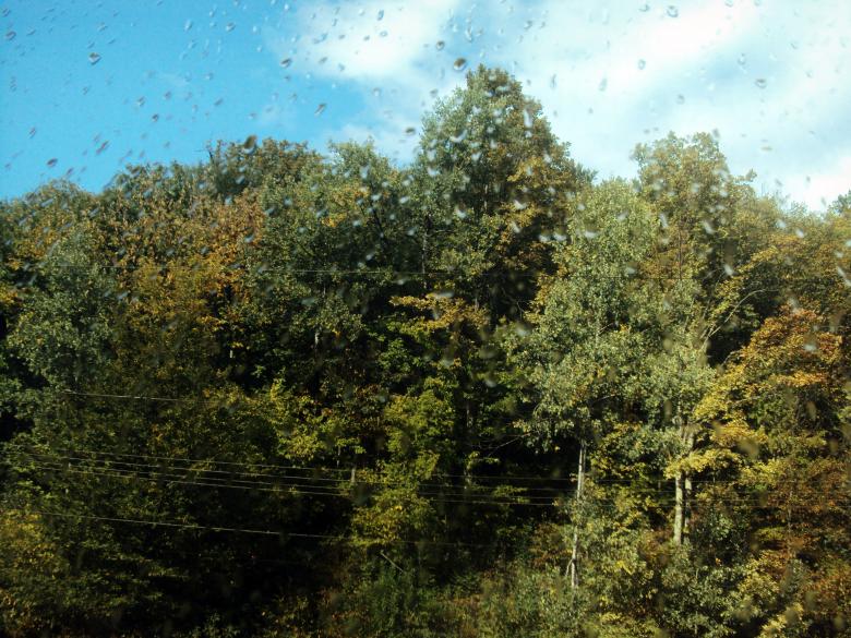 Free stock image of Water Drops after Rain - Forest created by NomeVizualizzato