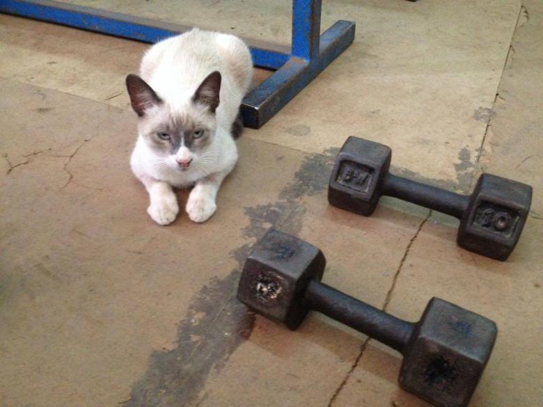 Free stock image of A cute cat in the gym created by MOSTAFA SAHNONI