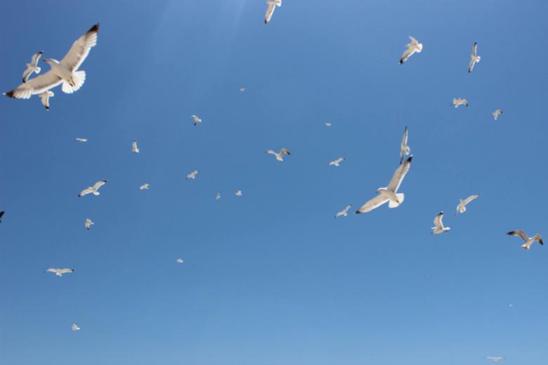 Free stock image of Seagulls roaming the sky created by MOSTAFA SAHNONI