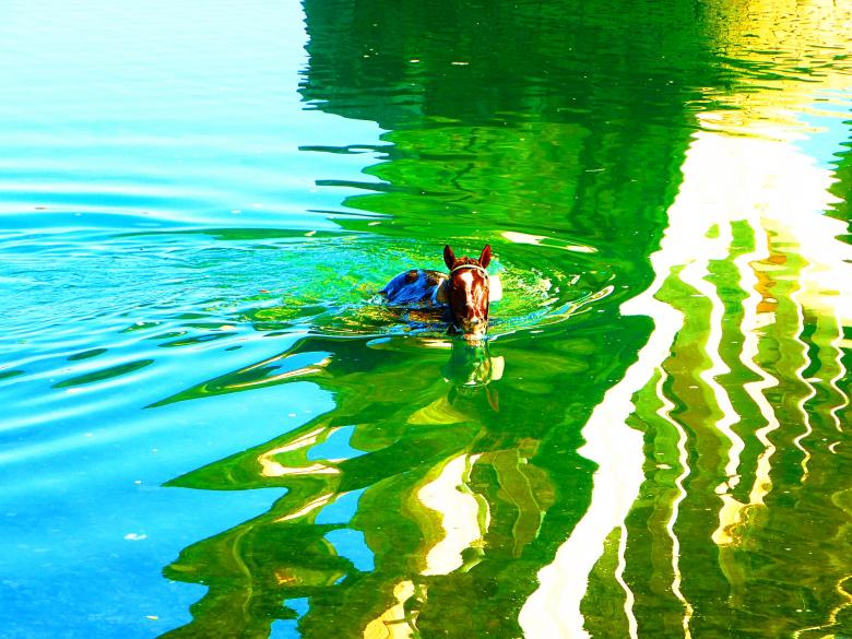 Free stock image of A horse swimming in the river created by MOSTAFA SAHNONI
