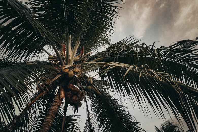 Free stock image of Palm tree with coconuts created by Aljoscha Laschgari
