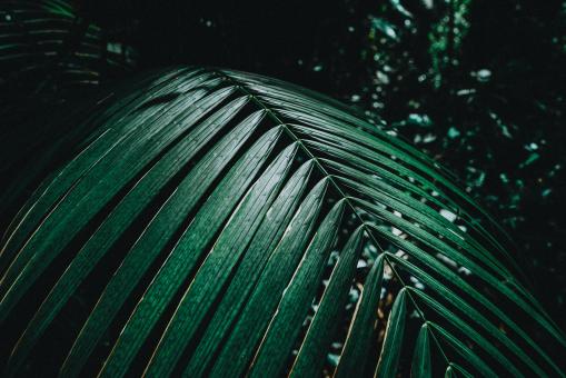 Leaf in the jungle - Free Stock Photo