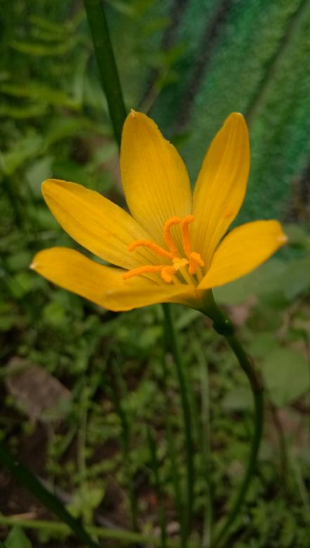 Free stock image of Yellow Lily created by Akshada Potghan