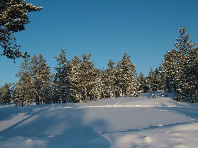 Free stock image of Forest in Winter created by aleks