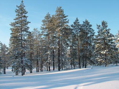 Winter Trees and Snow - Free Stock Photo