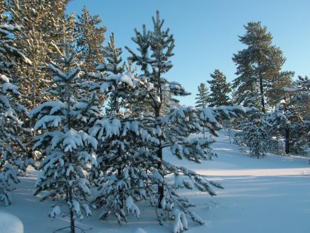 Snow in the Woods - Free Stock Photo