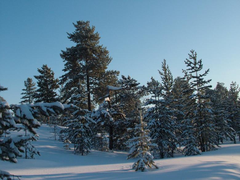 Free stock image of Winter Woods and Sunlight created by aleks