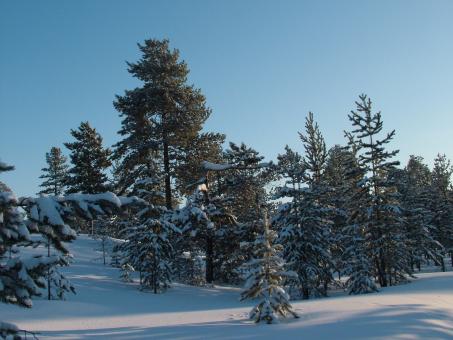 Winter Woods and Sunlight - Free Stock Photo