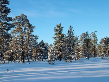 Winter Trees Snow - Free Stock Photo