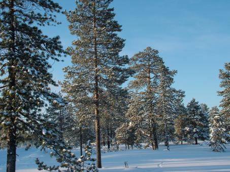 Winter Woods - Blue Skies - Free Stock Photo