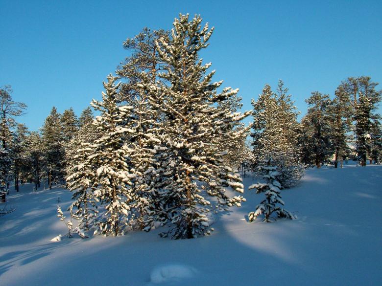 Free stock image of Winter Scene in the Woods created by aleks