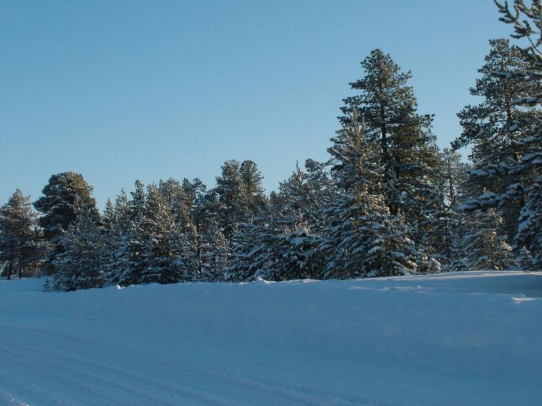 Free stock image of Winter - Snow and Trees created by aleks