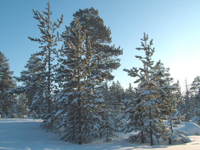 Free stock image of Winter Wonderland created by aleks