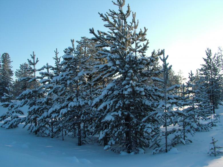 Free stock image of Cold Winter Forest created by aleks